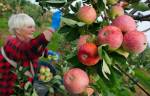сезонная работа в Польше, Работа в Польше по уборке урожая яблок